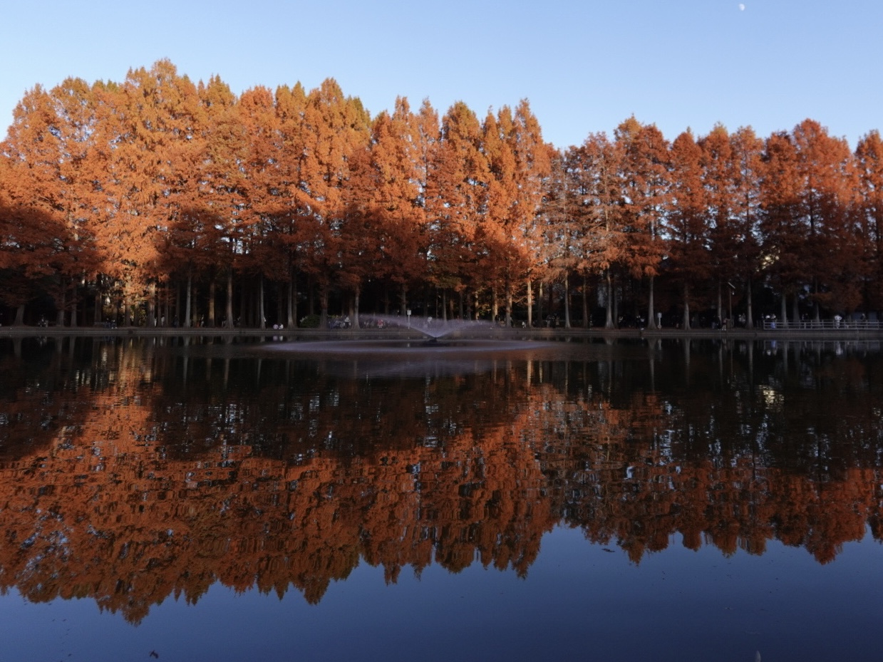別所沼公園のメタセコイアの写真(その2)
