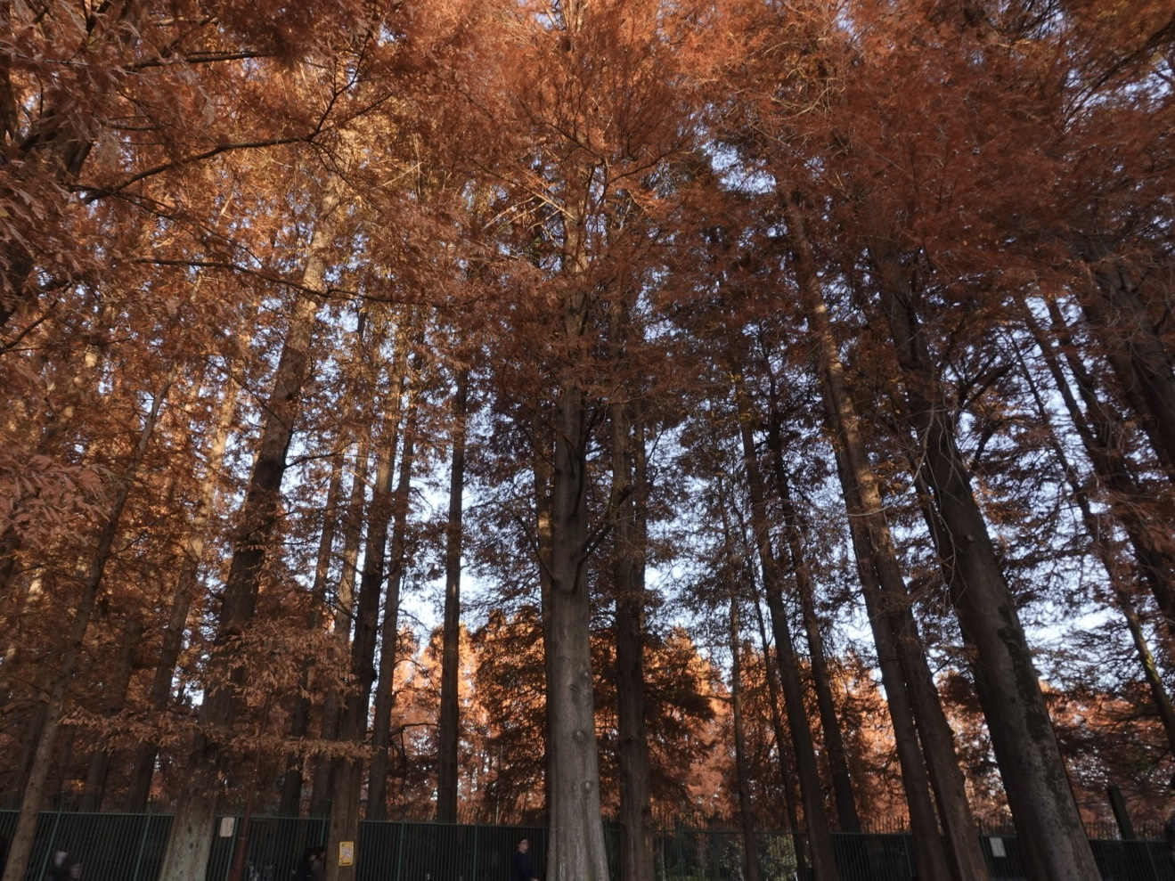 別所沼公園のメタセコイアの写真(その3)