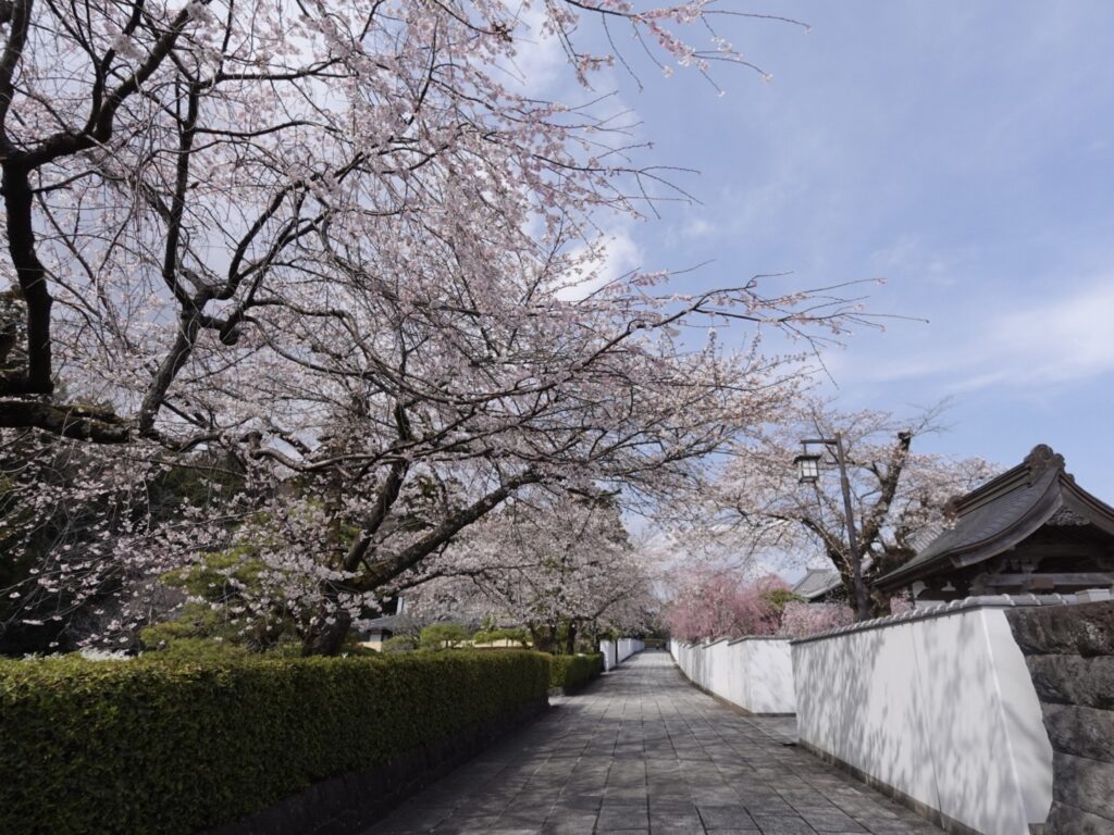 cherry-blossom-shiraitoshizenkoen