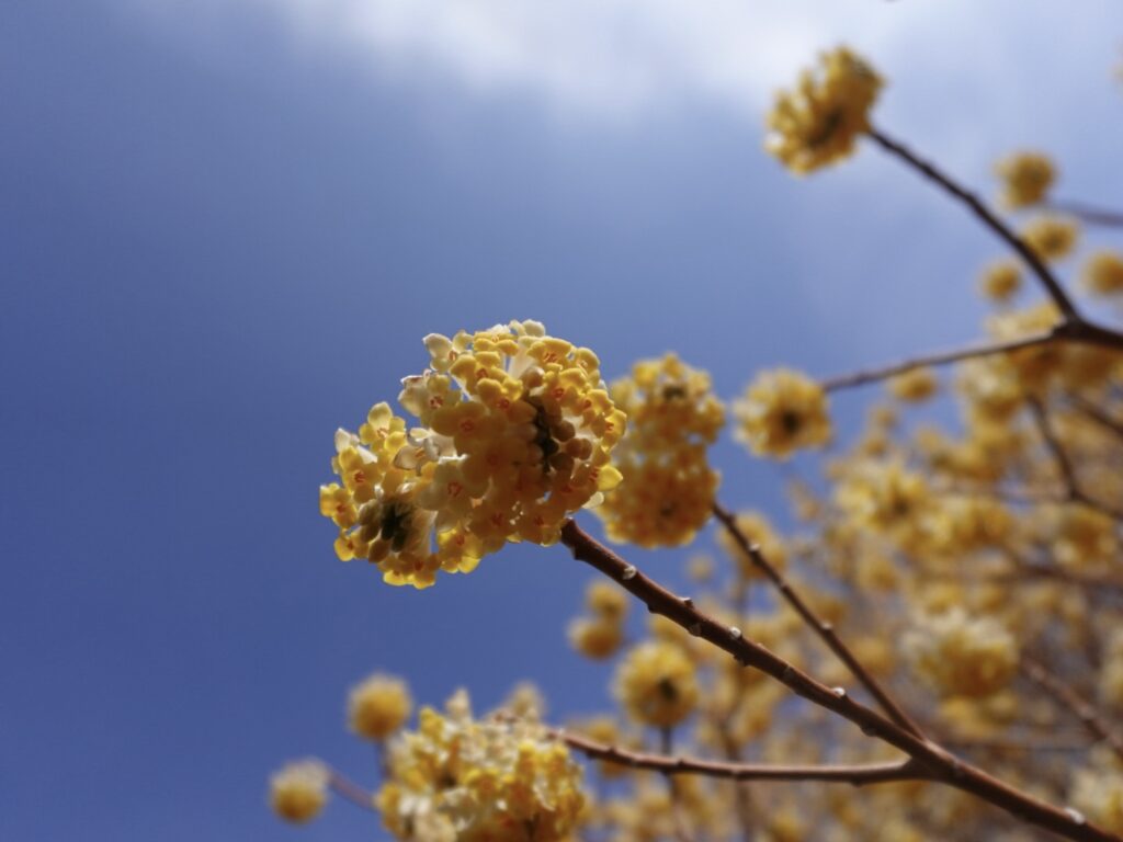 mitsumata-shiraitoshizenkoen-1