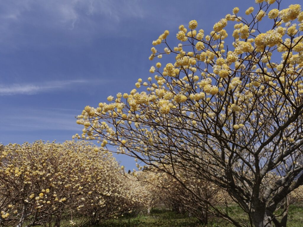 mitsumata-shiraitoshizenkoen-3