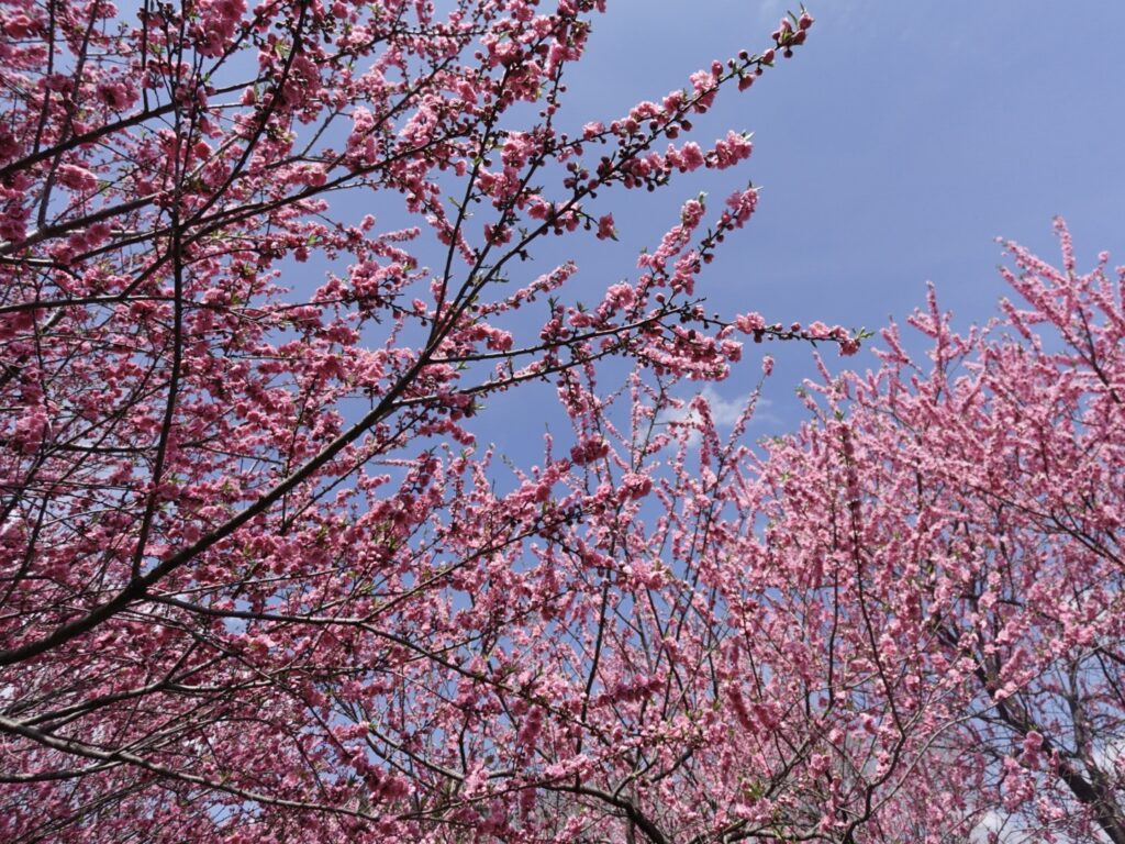 peach-shiraitoshizenkoen-1