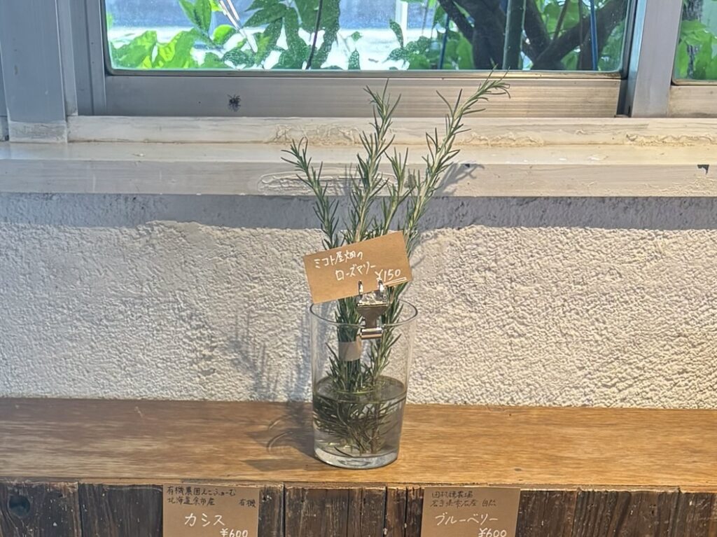 ミコト屋の水差しのローズマリー